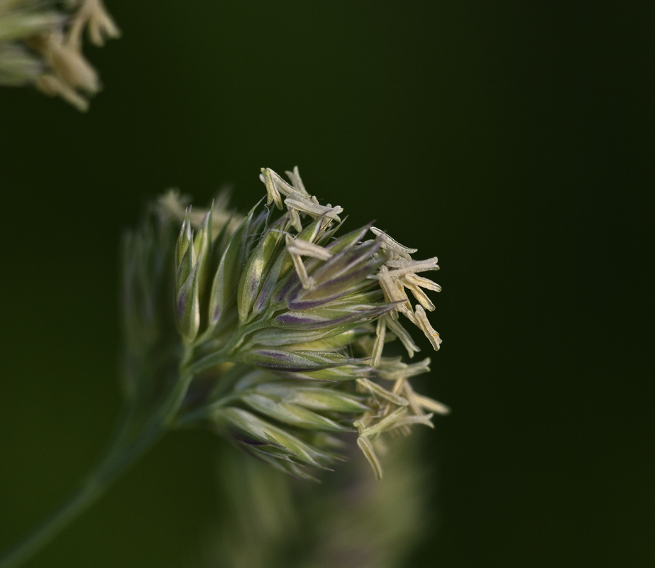 Image of Dactylis glomerata specimen.