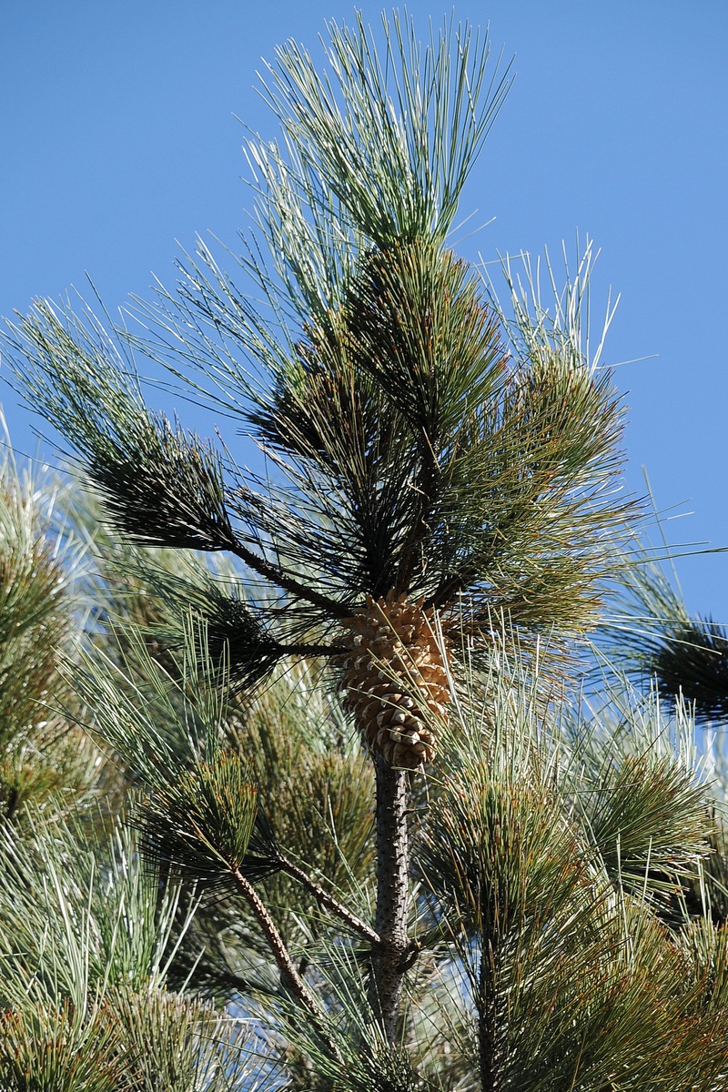 Изображение особи Pinus coulteri.