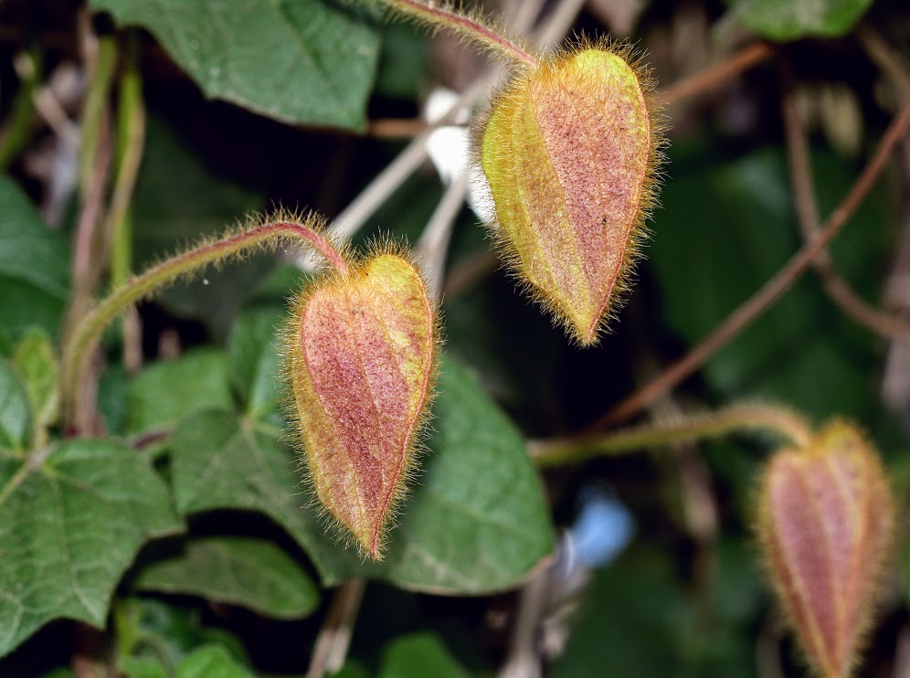 Image of Thunbergia gregorii specimen.