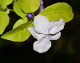 Brunfelsia pauciflora. Верхушка побега с цветком. Израиль, Шарон, пос. Кфар Монаш, ботанический сад \"Хават Ганой\". 03.04.2017.