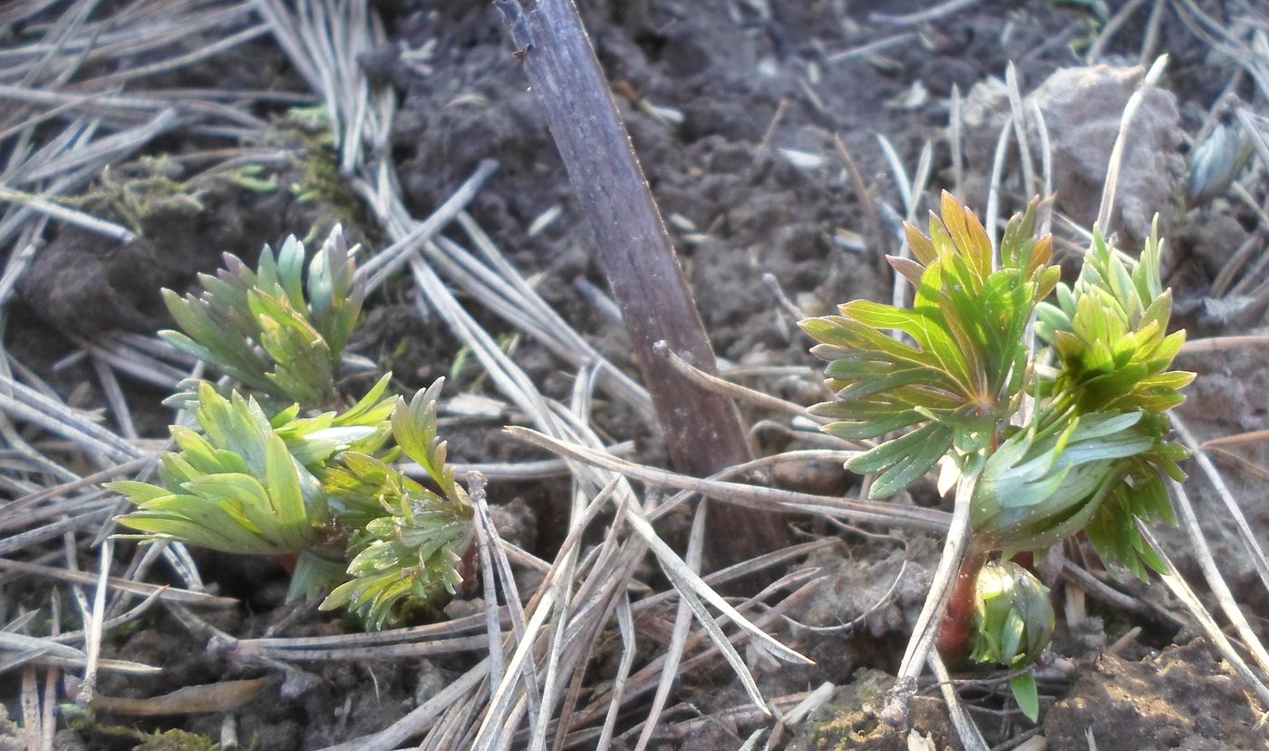 Image of Aconitum &times; stoerkianum specimen.