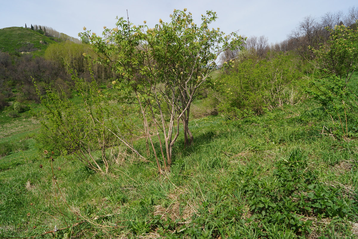 Image of Sambucus sibirica specimen.