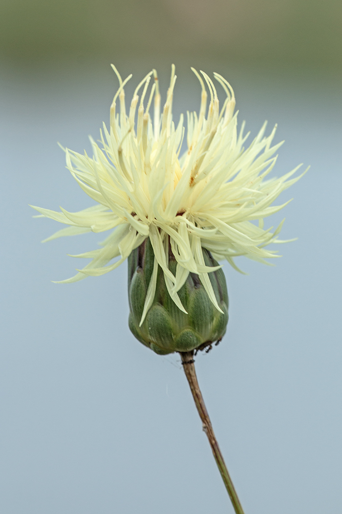 Image of Rhaponticoides ruthenica specimen.