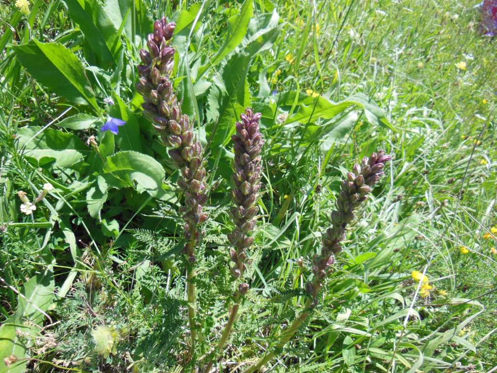 Изображение особи род Pedicularis.