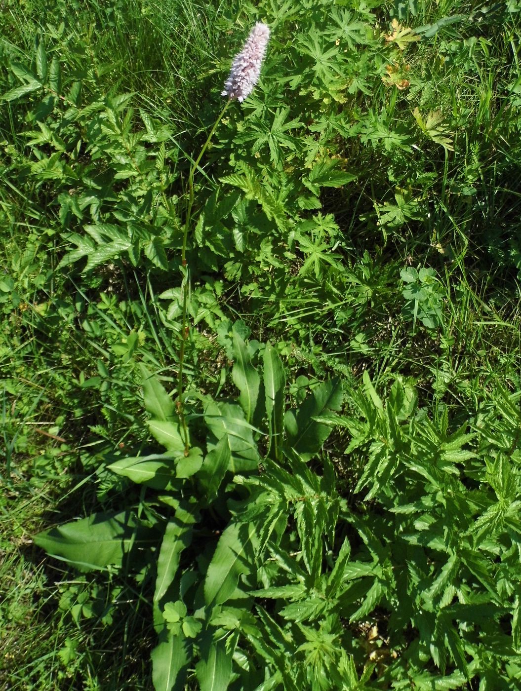 Image of Bistorta officinalis specimen.