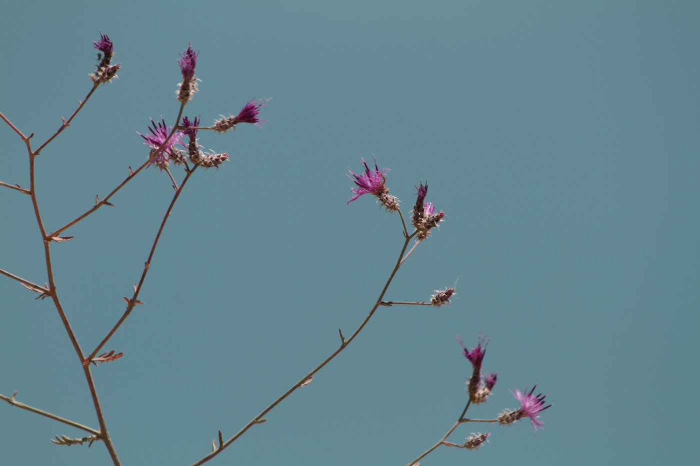 Изображение особи Centaurea pseudosquarrosa.