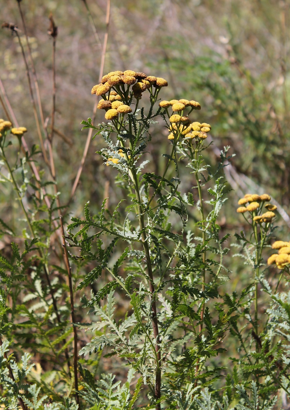 Image of Tanacetum vulgare specimen.