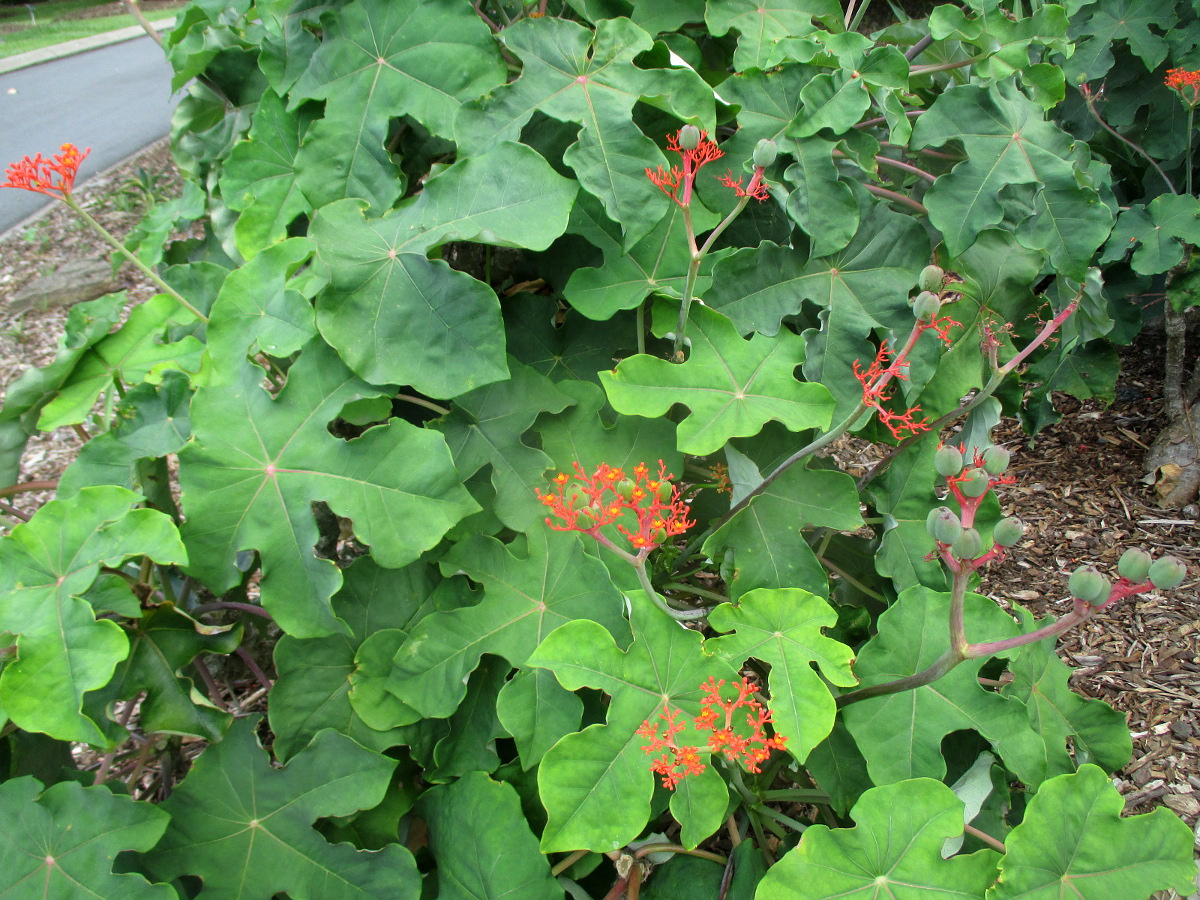 Image of Jatropha podagrica specimen.