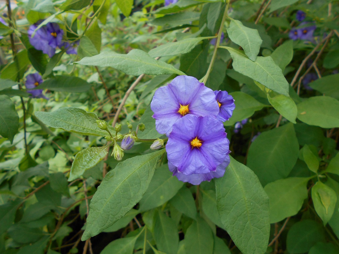 Image of Lycianthes rantonnetii specimen.