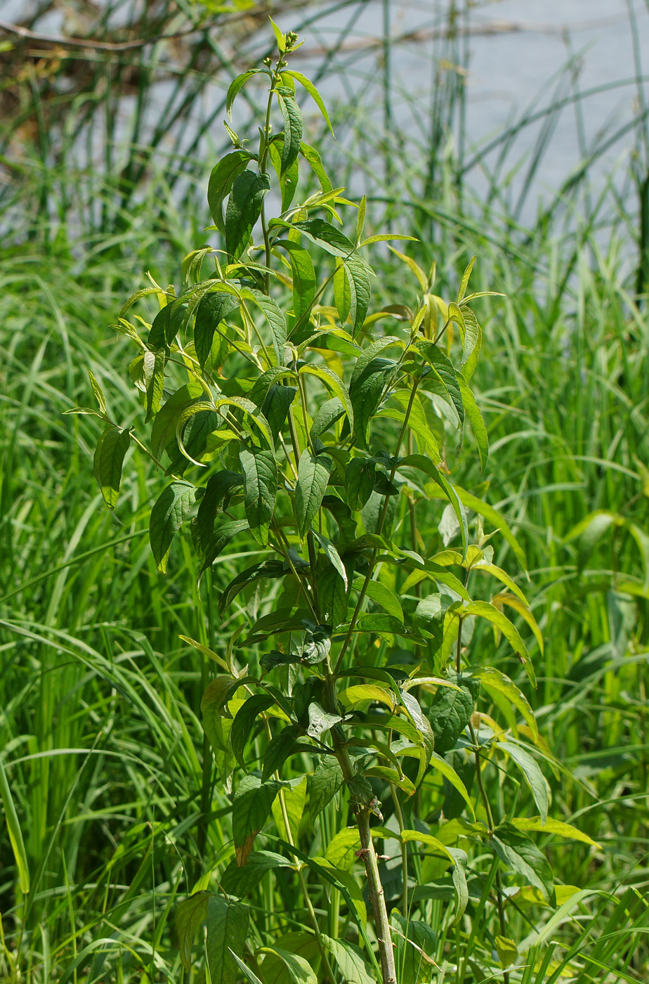 Image of Lysimachia vulgaris specimen.