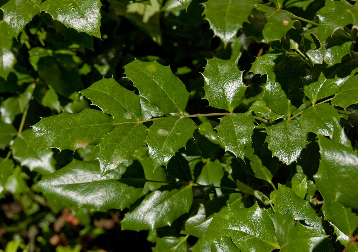 Image of Mahonia aquifolium specimen.