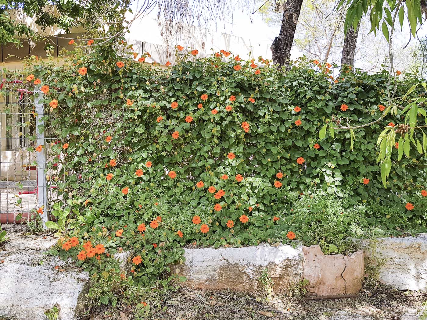 Изображение особи Thunbergia gregorii.