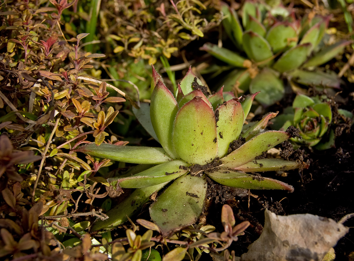 Изображение особи род Sempervivum.