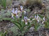 Iris glaucescens