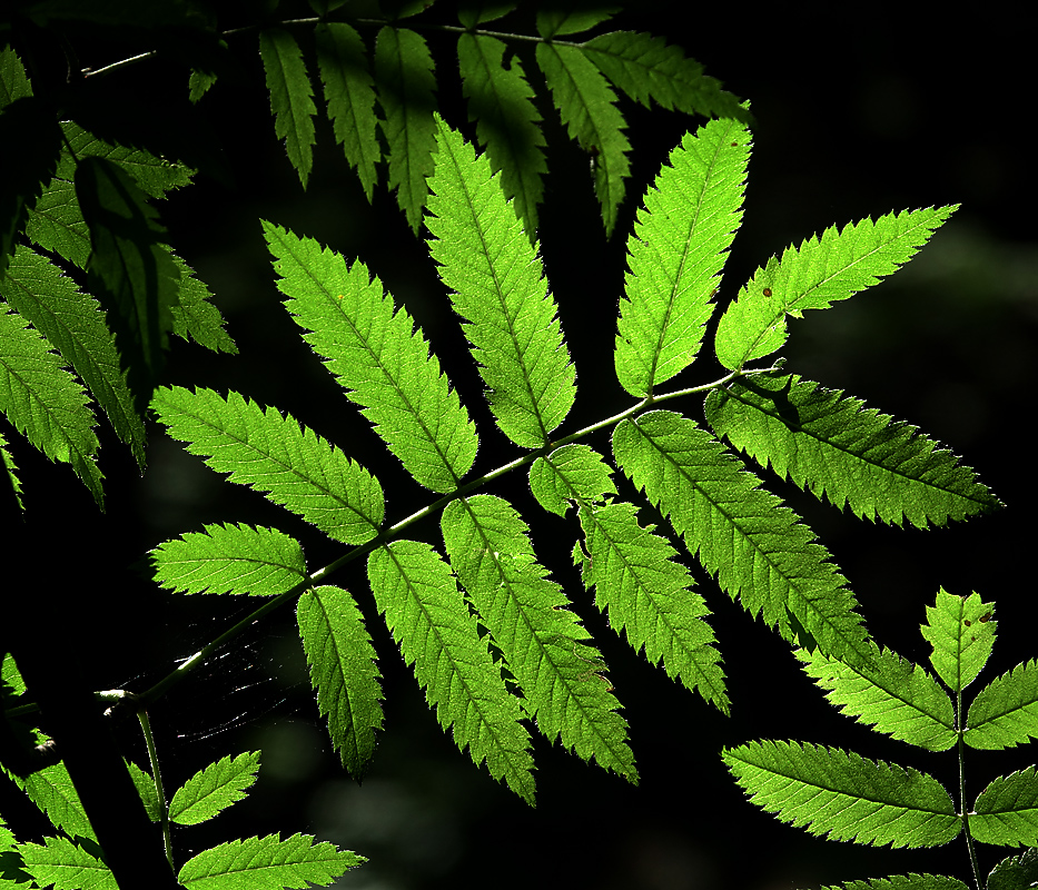 Image of Sorbus aucuparia specimen.