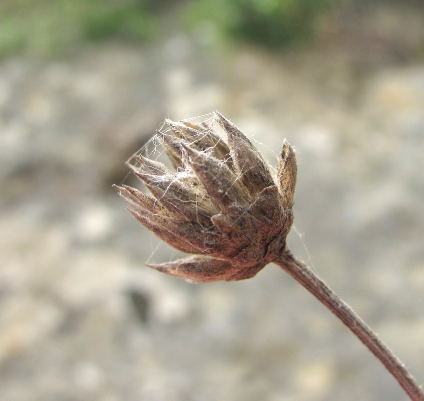 Image of genus Cephalaria specimen.