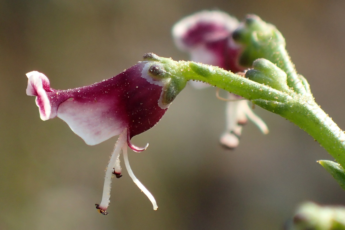 Image of Scrophularia bicolor specimen.