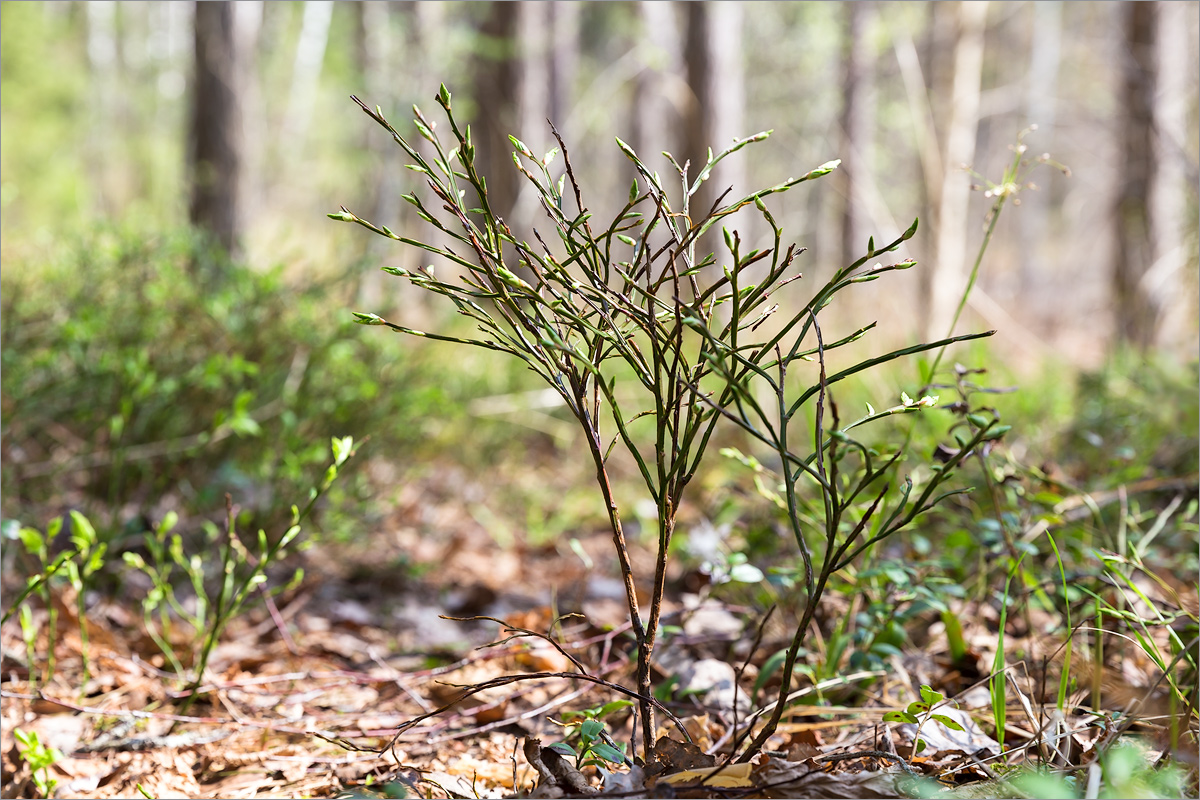 Image of Vaccinium myrtillus specimen.