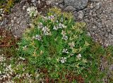 Oxytropis sordida