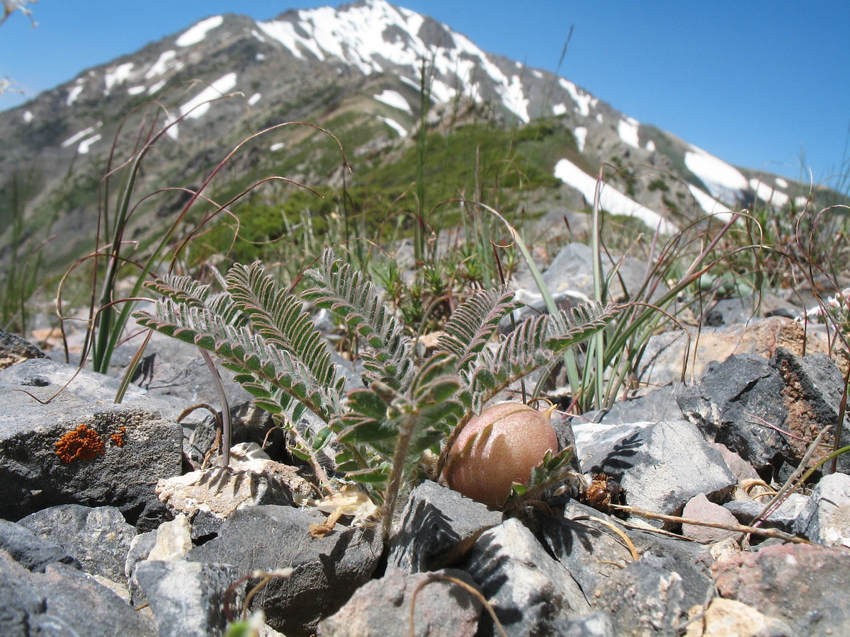 Изображение особи Astragalus syreitschikovii.