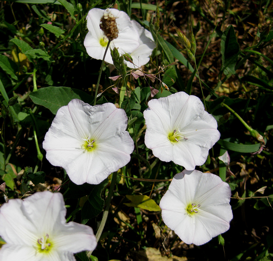 Image of Convolvulus arvensis specimen.