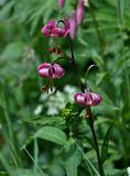 Lilium pilosiusculum. Соцветие. Алтай, Катунский хребет, берег оз. Поперечное, ≈ 1800 м н.у.м., луг на опушке хвойного леса. 02.07.2018.