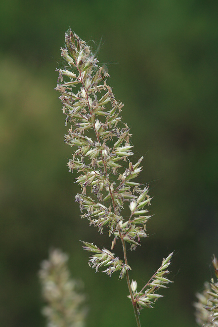 Image of Koeleria macrantha specimen.