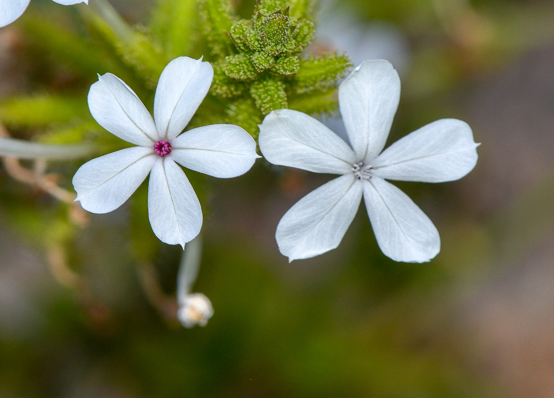 Image of Plumbago zeylanica specimen.