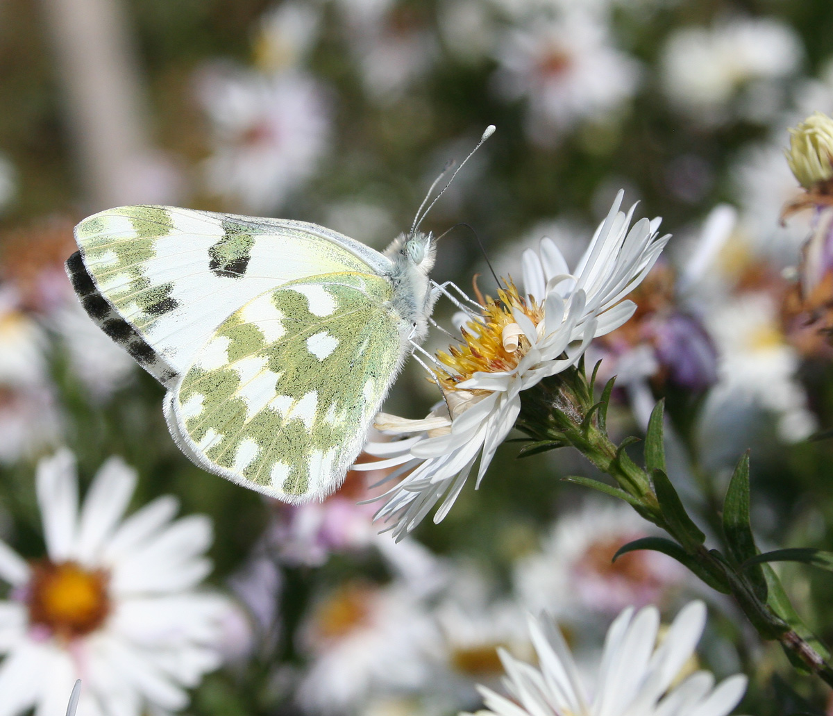 Image of Symphyotrichum &times; versicolor specimen.