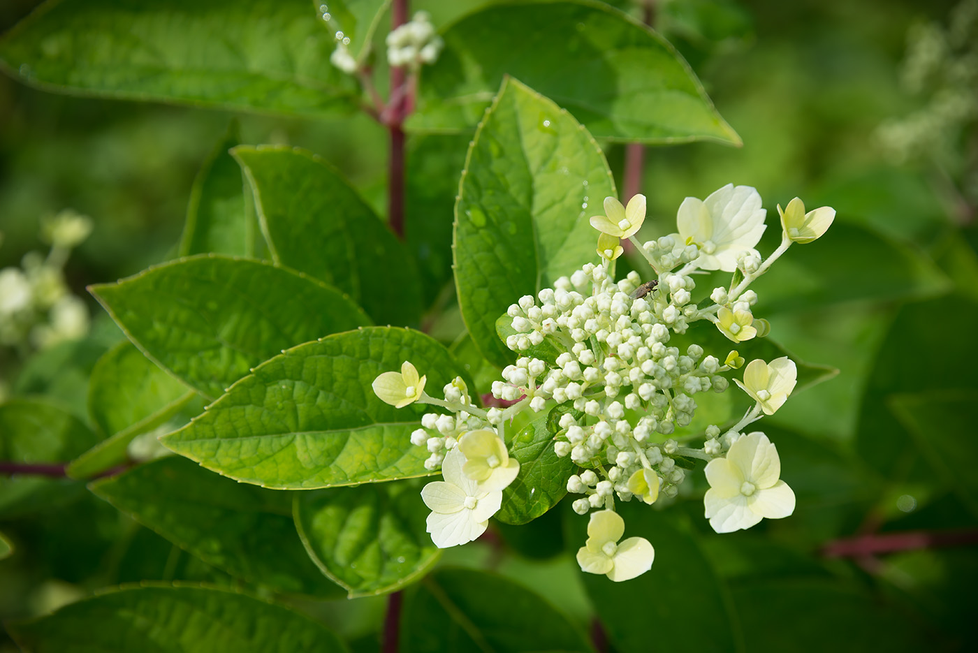 Image of Hydrangea paniculata specimen.