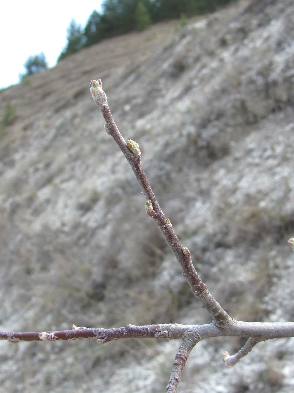 Image of familia Rosaceae specimen.