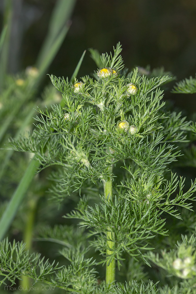 Image of genus Tripleurospermum specimen.