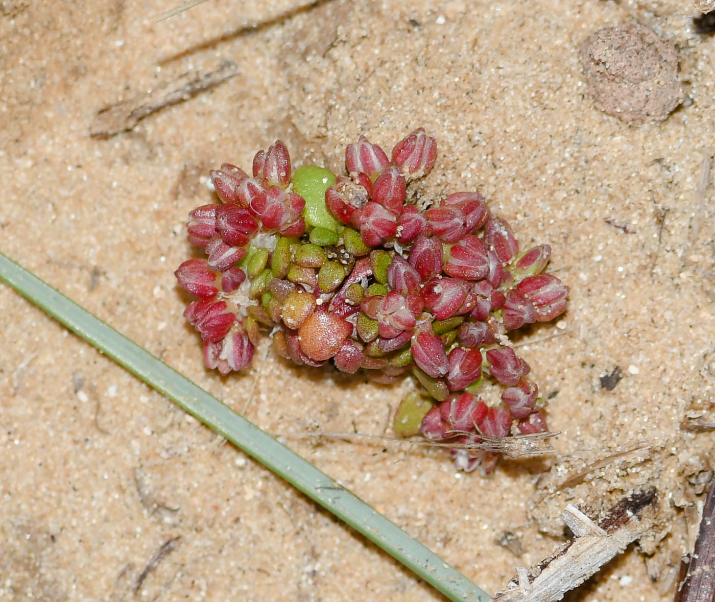 Image of Polycarpon succulentum specimen.