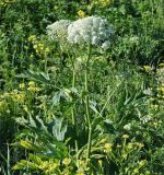 Heracleum dissectum