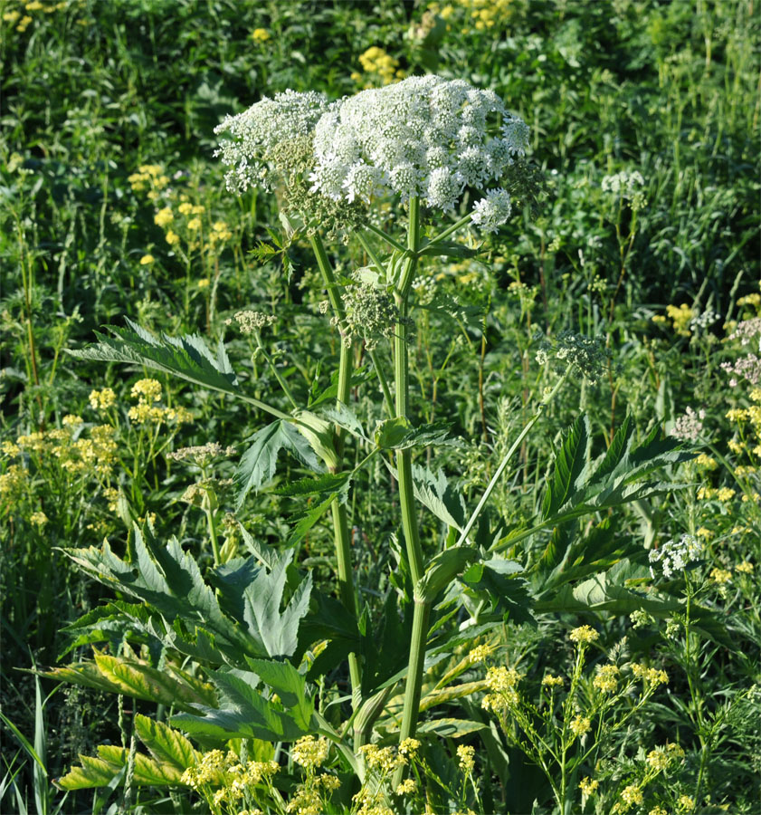 Image of Heracleum dissectum specimen.