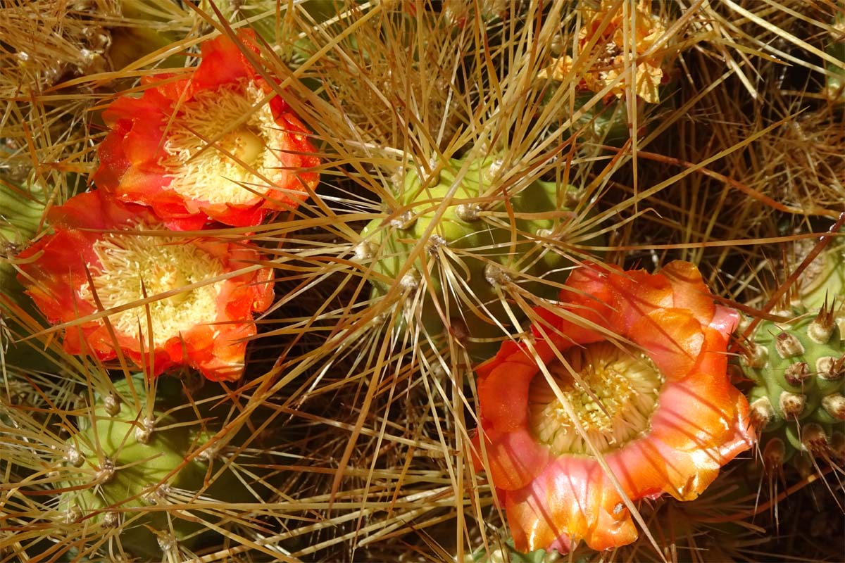 Image of Cumulopuntia boliviana specimen.