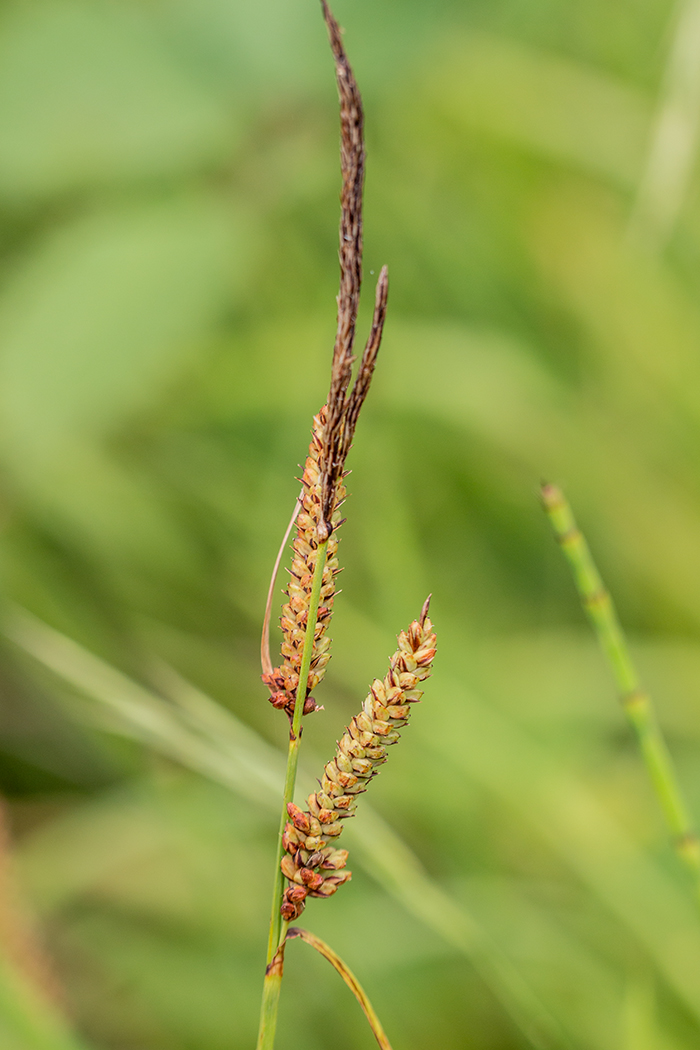 Изображение особи род Carex.