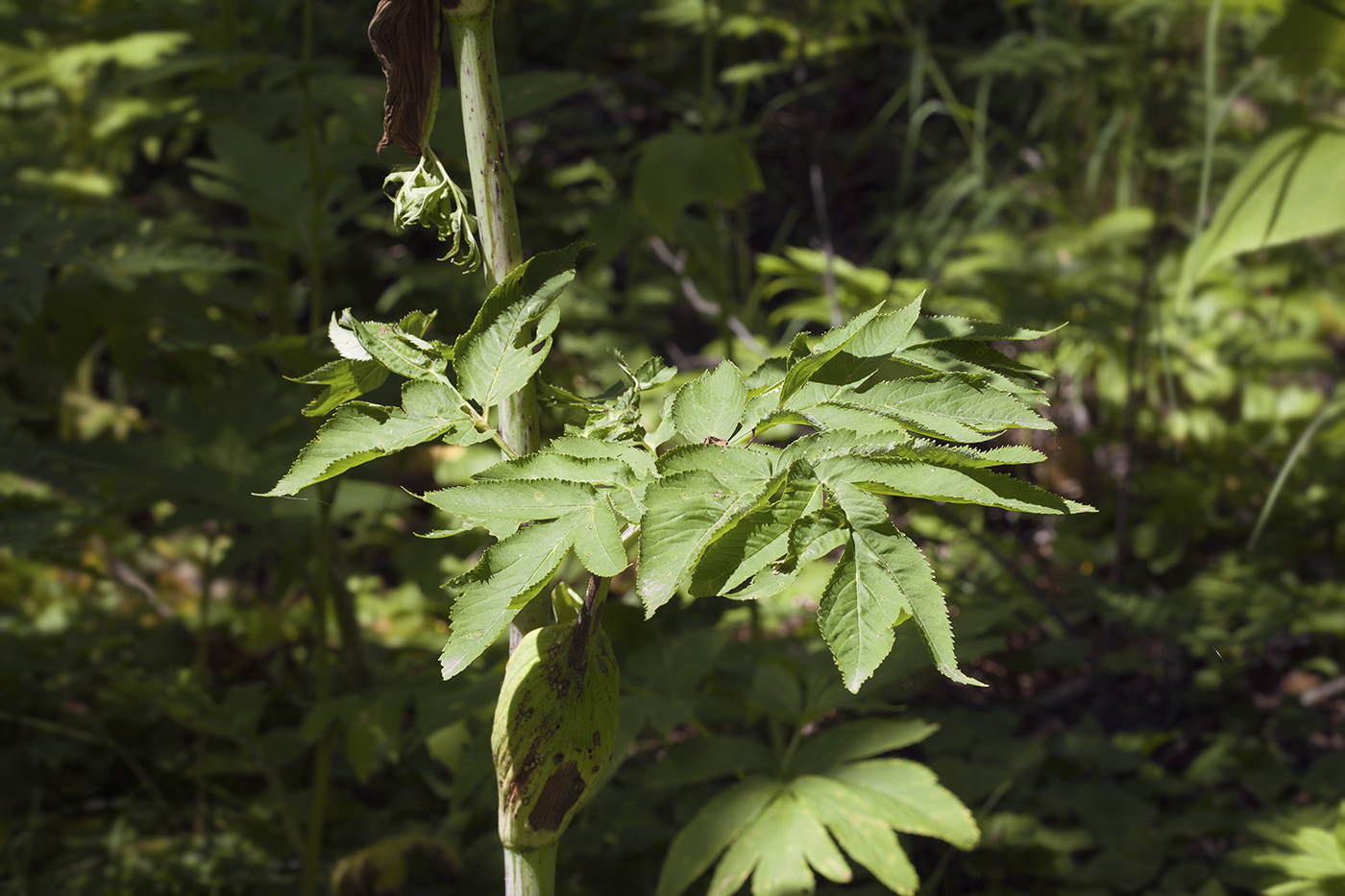 Image of Angelica ursina specimen.