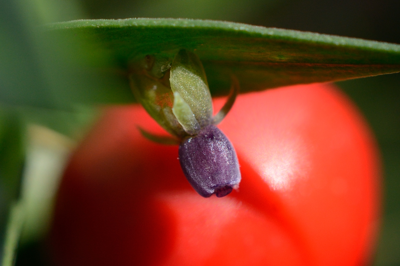 Image of Ruscus aculeatus specimen.