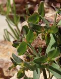 Euphorbia chamaepeplus. Верхушка побега с соцветиями. Израиль, окр. г. Арад, каменистая пустыня. 04.03.2020.