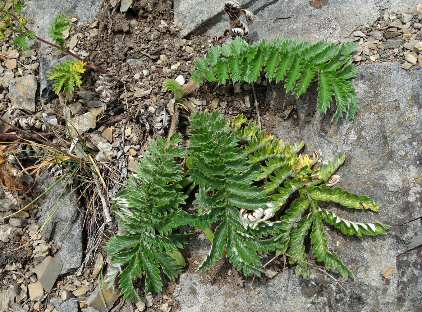 Image of genus Potentilla specimen.