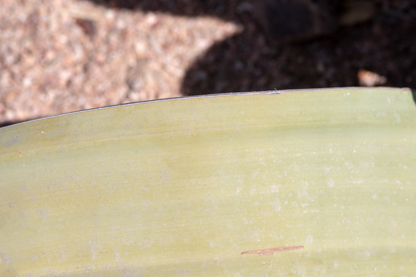 Image of Welwitschia mirabilis specimen.