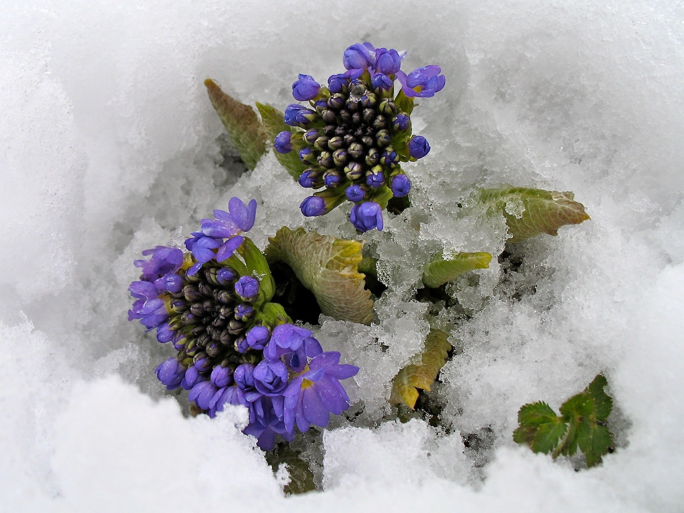 Image of Primula denticulata specimen.