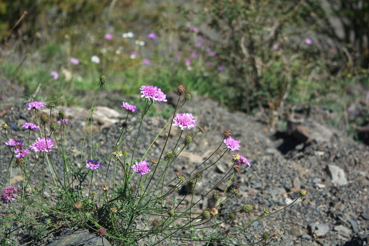 Изображение особи Scabiosa owerinii.