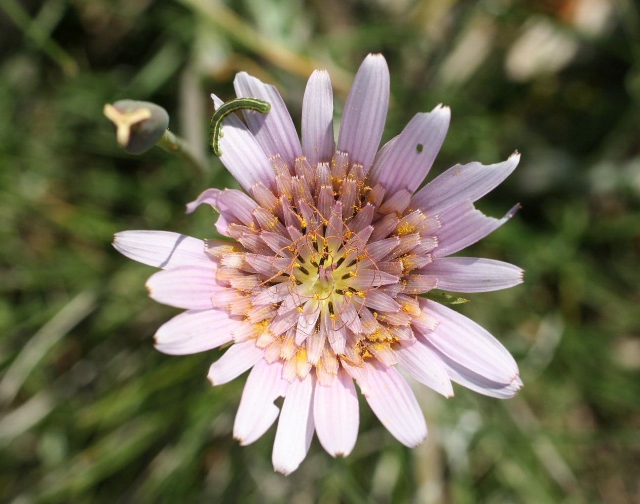 Изображение особи Tragopogon pterodes.