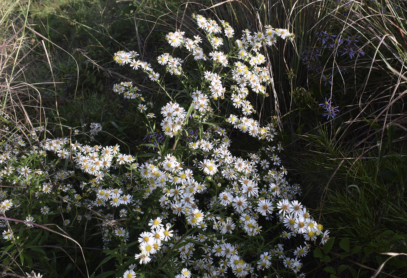 Изображение особи Symphyotrichum pilosum.