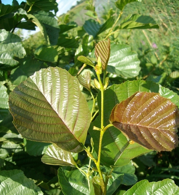 Image of Alnus glutinosa specimen.