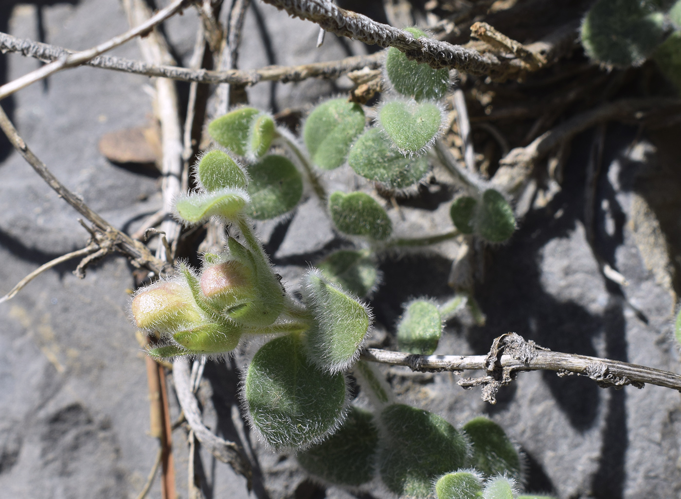 Изображение особи Antirrhinum molle.