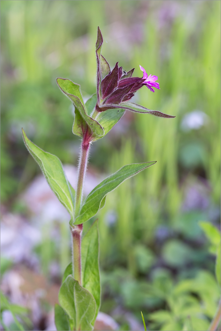 Изображение особи Melandrium dioicum.