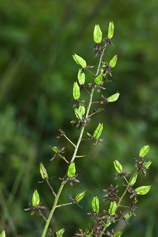 Image of Veratrum maackii specimen.